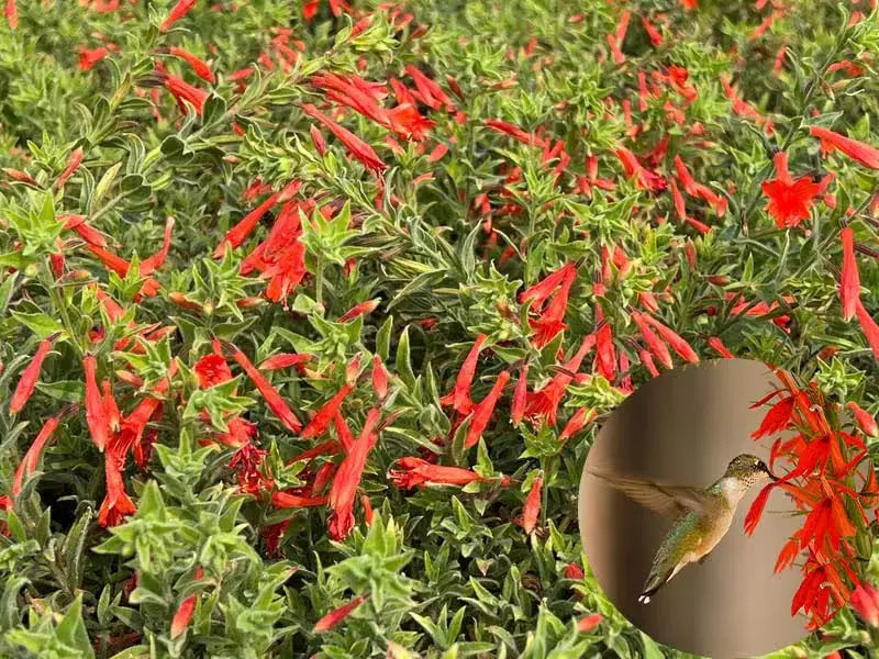 š¦"Hummingbird Carpet"šøEpilobium garrettii ā Rainbow Burst š null