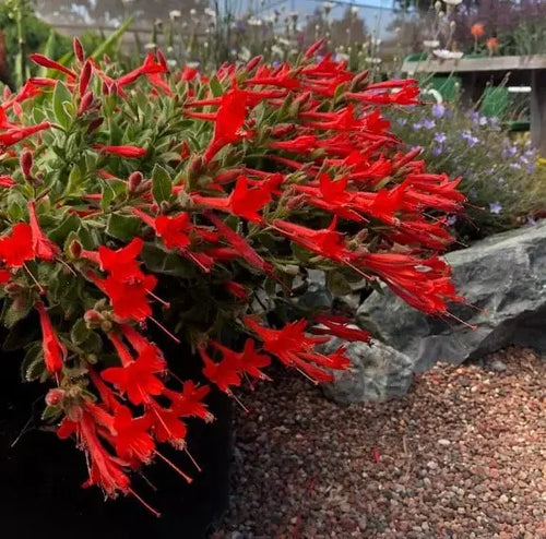 🐦"Hummingbird Carpet"🌸Epilobium garrettii – Rainbow Burst 🌈 null