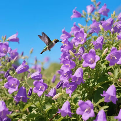 🐦"Hummingbird Carpet"🌸Epilobium garrettii – Rainbow Burst 🌈