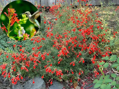 🐦"Hummingbird Carpet"🌸Epilobium garrettii – Rainbow Burst 🌈
