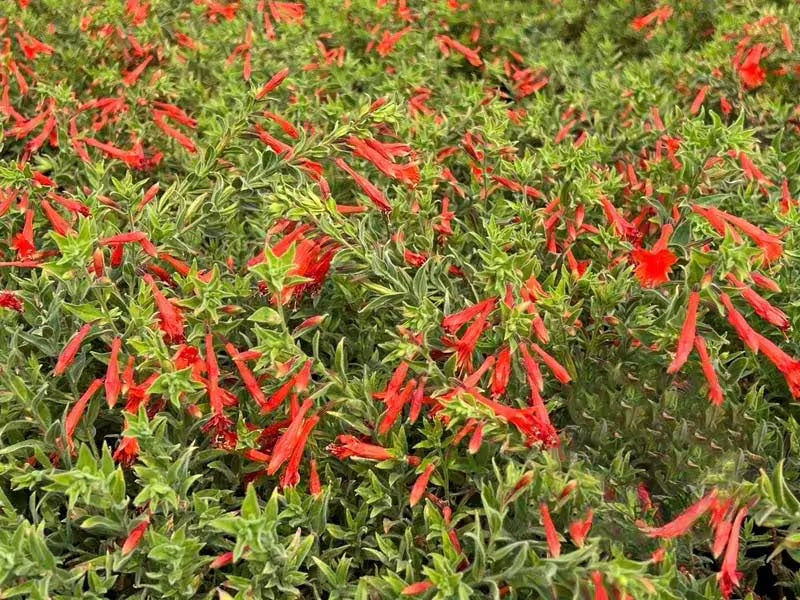 🐦"Hummingbird Carpet"🌸Epilobium garrettii – Rainbow Burst 🌈