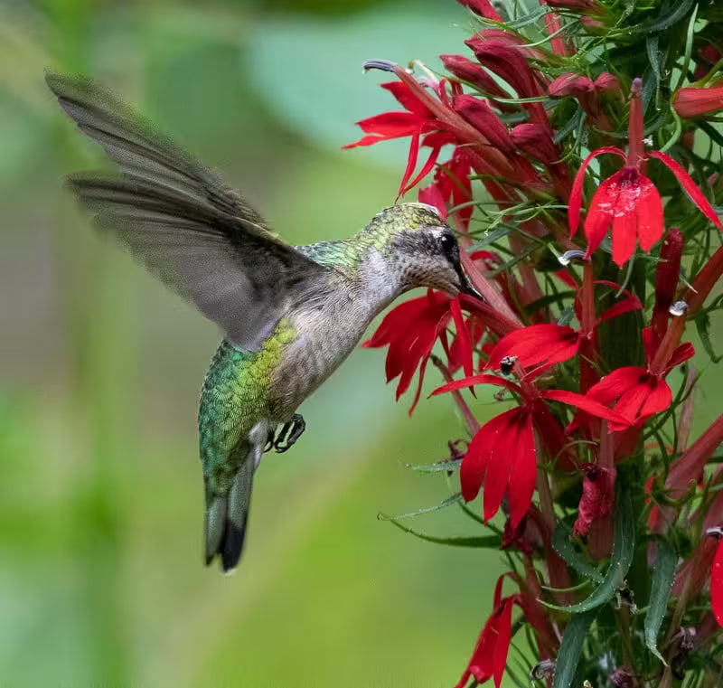 🐦"Hummingbird Carpet"🌸Epilobium garrettii – Rainbow Burst 🌈