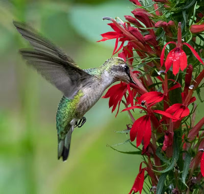 🐦"Hummingbird Carpet"🌸Epilobium garrettii – Rainbow Burst 🌈