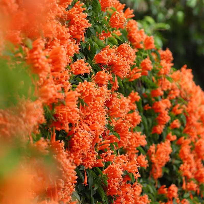 🐦"Hummingbird Carpet"🌸Epilobium garrettii – Rainbow Burst 🌈
